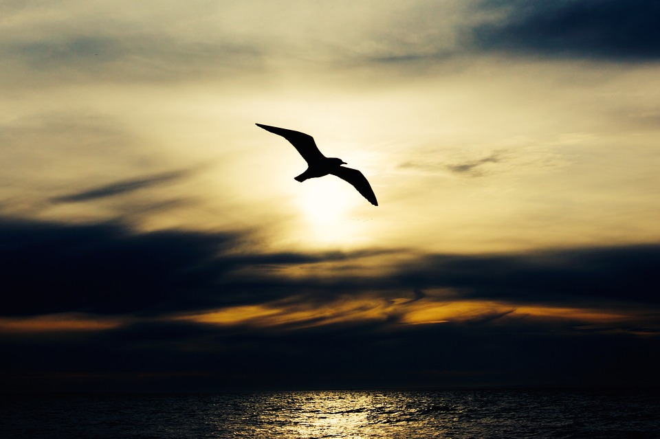 eagle soaring against a sunrise, using sepia effect