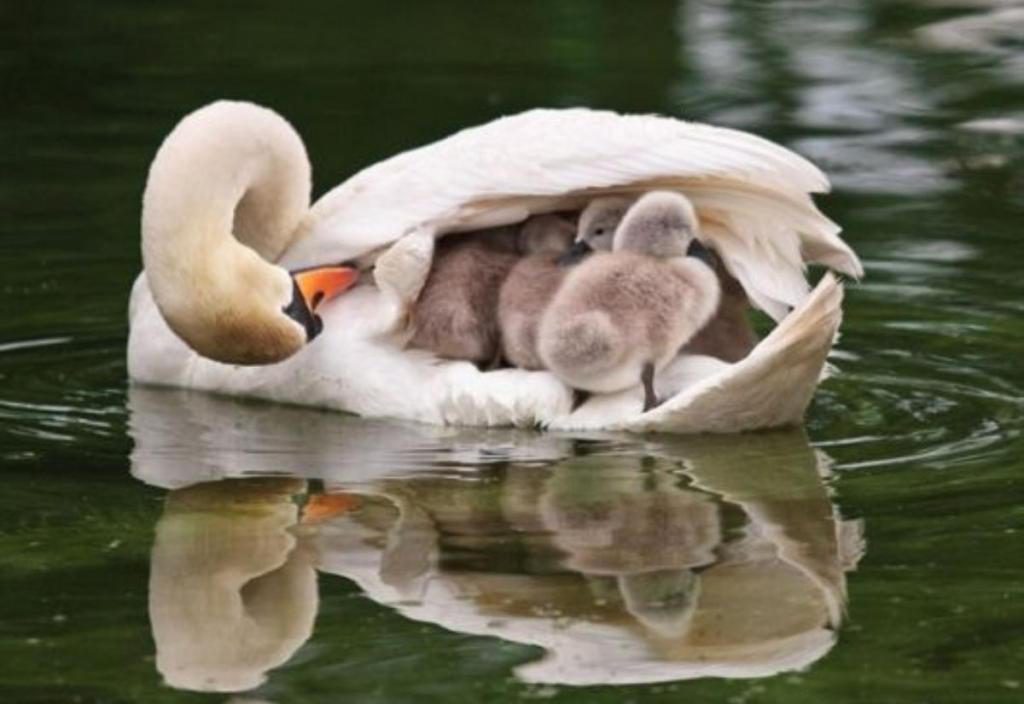 Swan floating on lake with at least 4 baby chicks visible under her wing