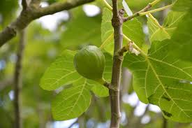 fig growing on a tree