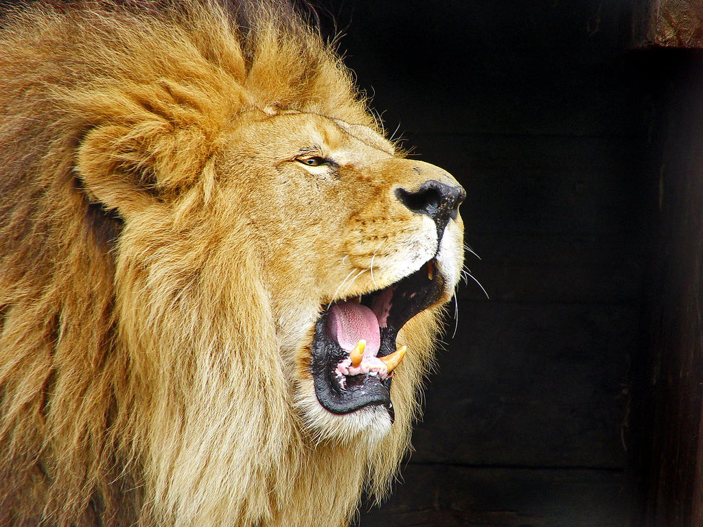 lion roaring against black background