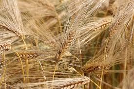 an abundance of wheat