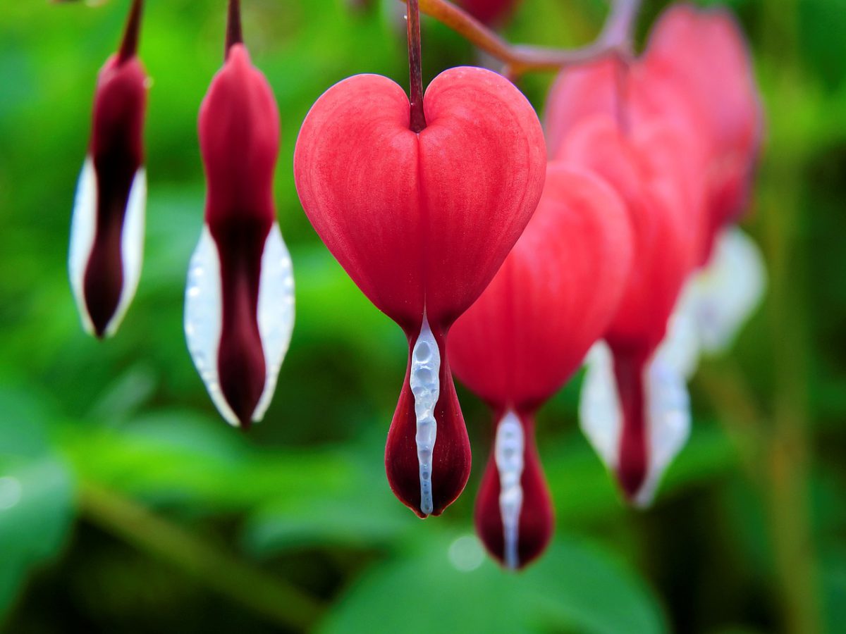 red heart flowers