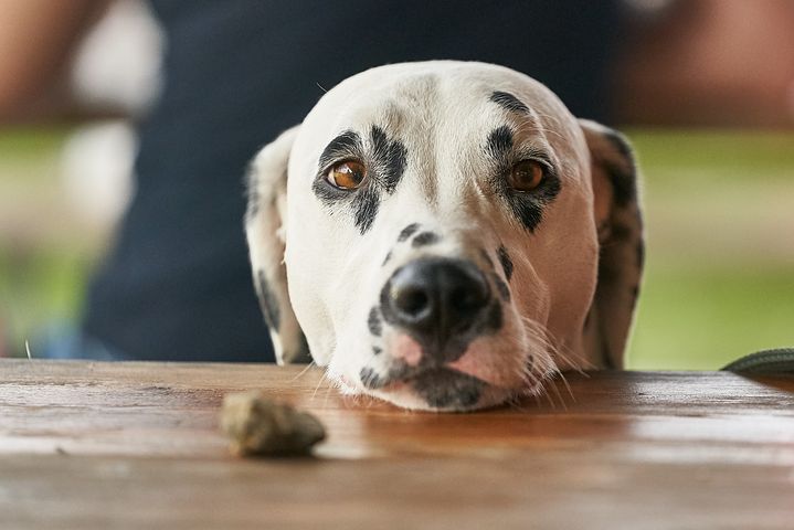 dog looking at a piece of food with wishful eyes