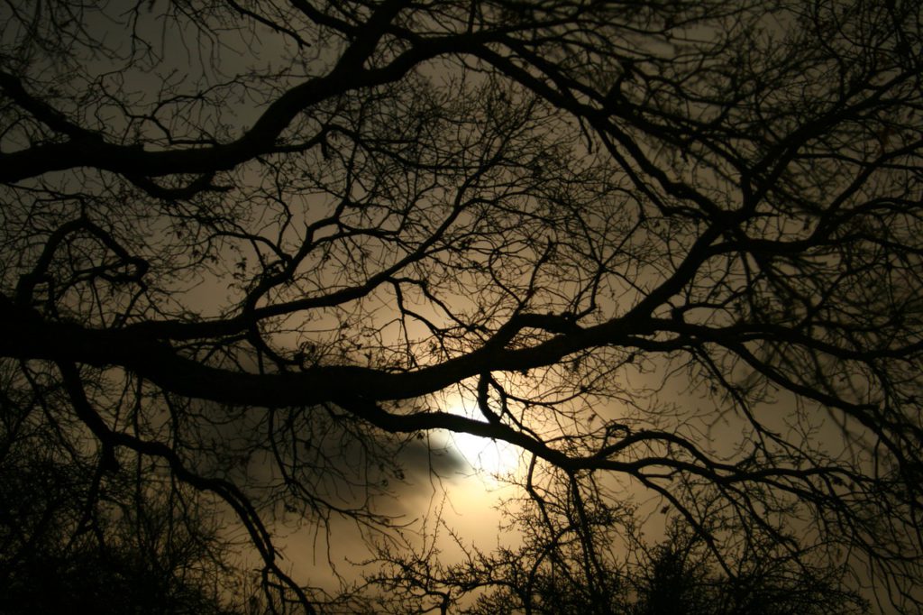 view looking up at a bunch of tree branches