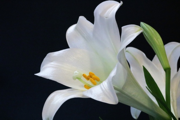 Easter lily against black background