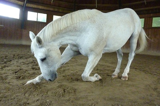 white horse bowing down