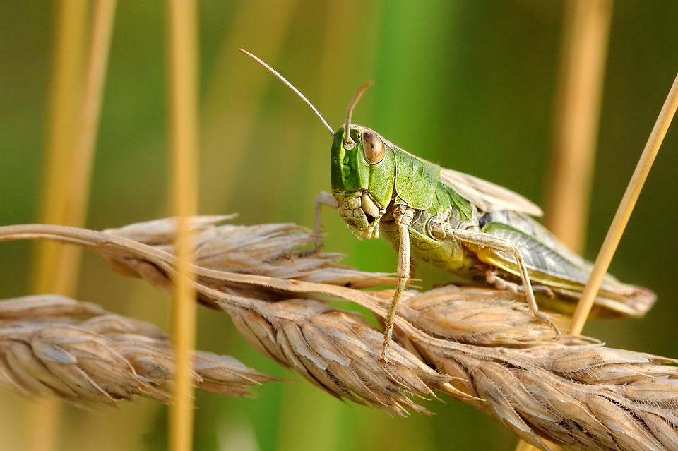 locust on a branch
