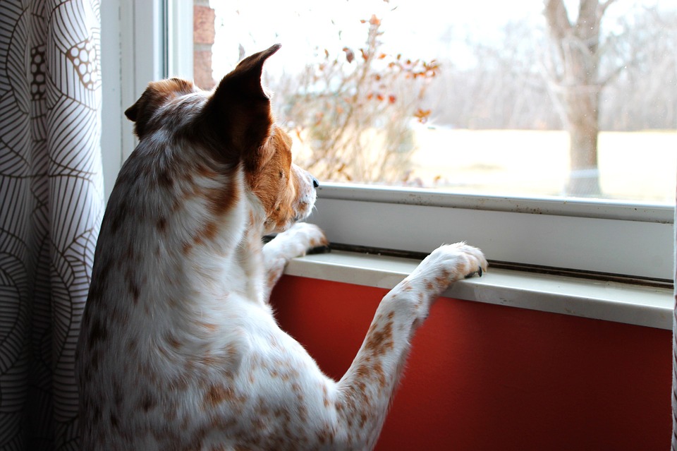 dog looking outside the window as if waiting for someone to return