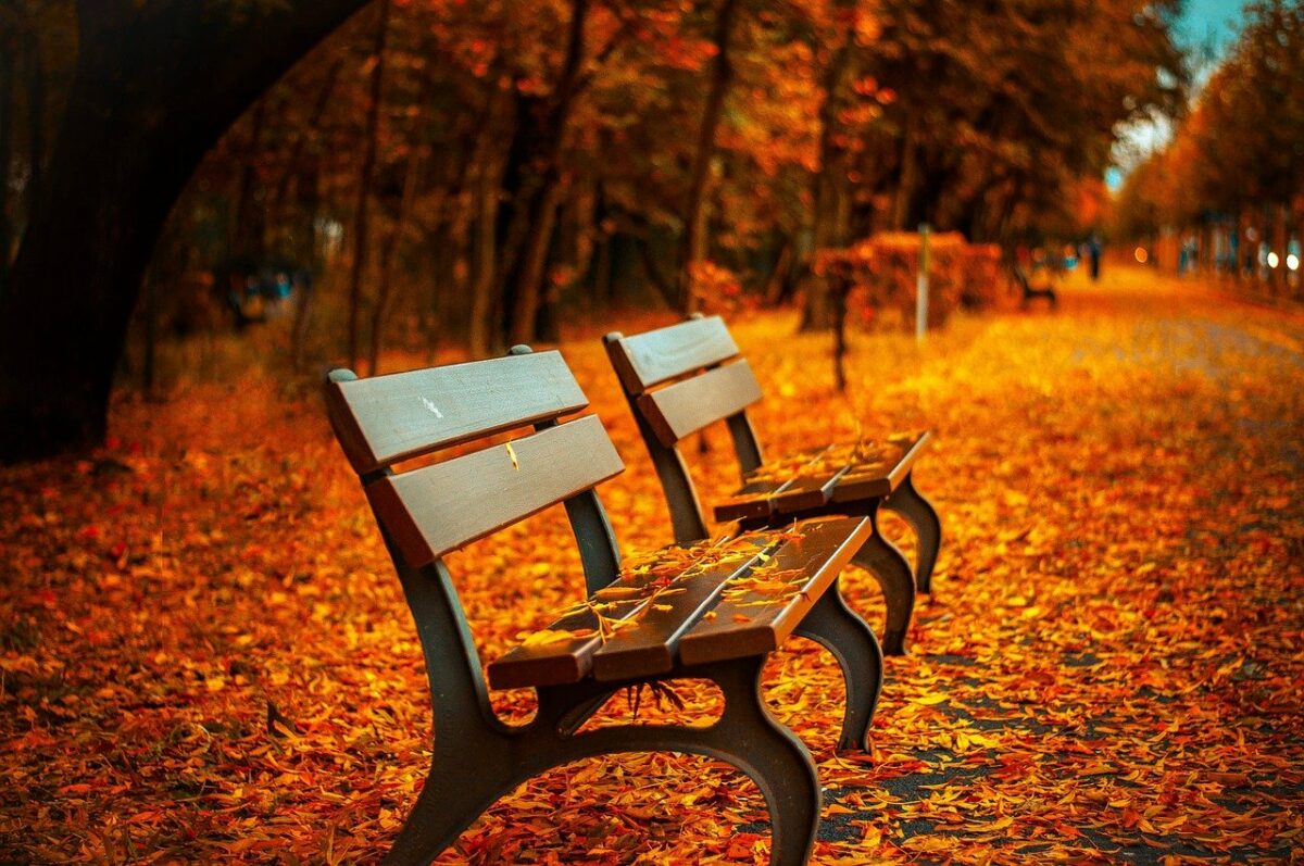 empty benches amidst a lot of fall colors and fallen leaves