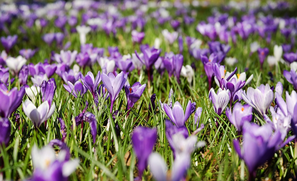 field of purple flowers