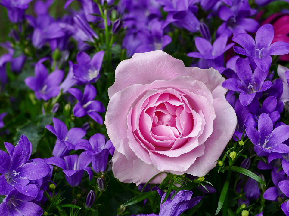 pink rose amidst purple bluebells