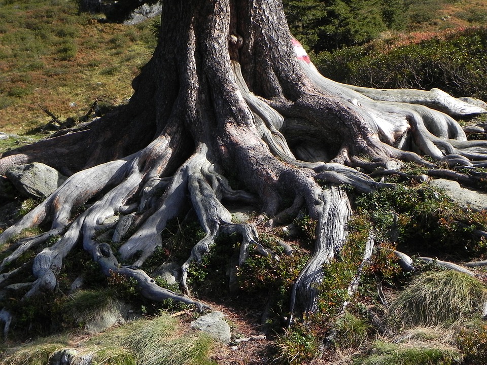 old tree with many exposed roots