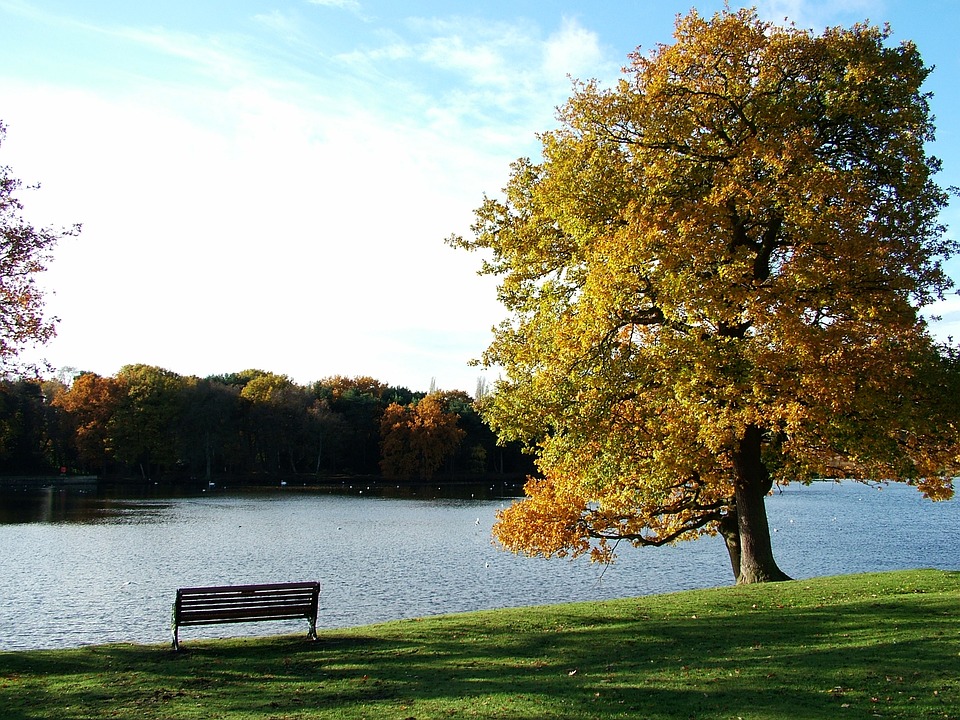 lake scene with bench and tree with changing leaves for fall
