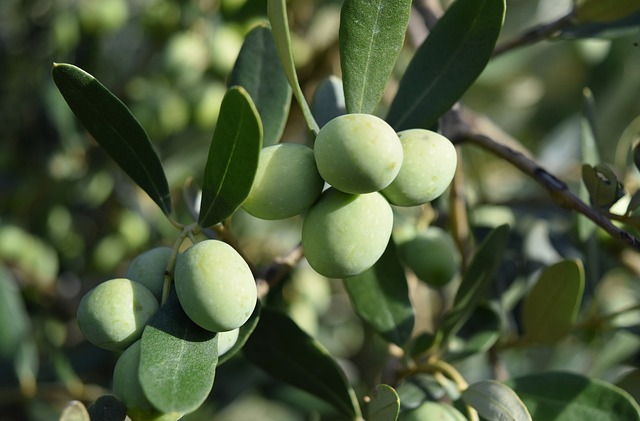 Zechariah 4:1-14 – A Lampstand and Two Olive Trees