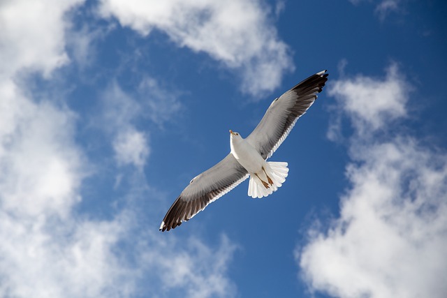 seagull flying in the blue sky and clouds