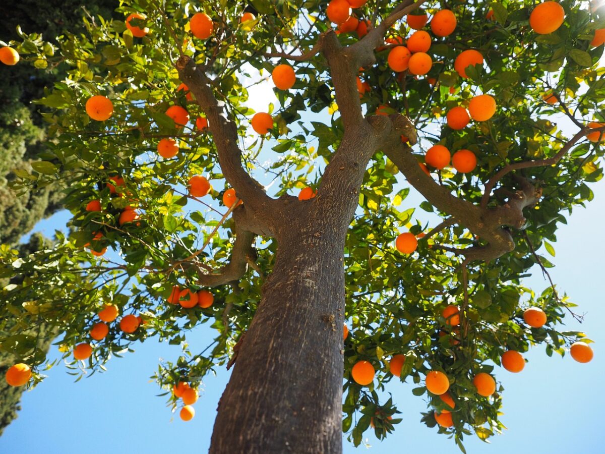 large orange tree