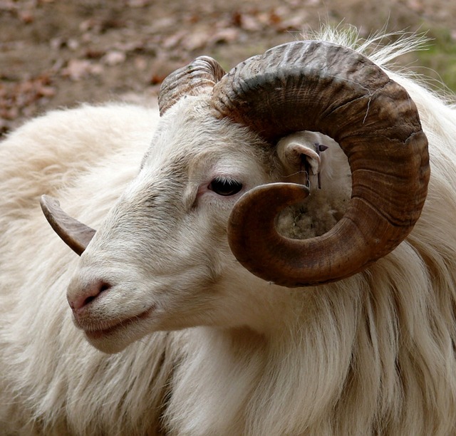 white ram with curly horns