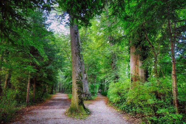 two routes or paths in a forest of green trees