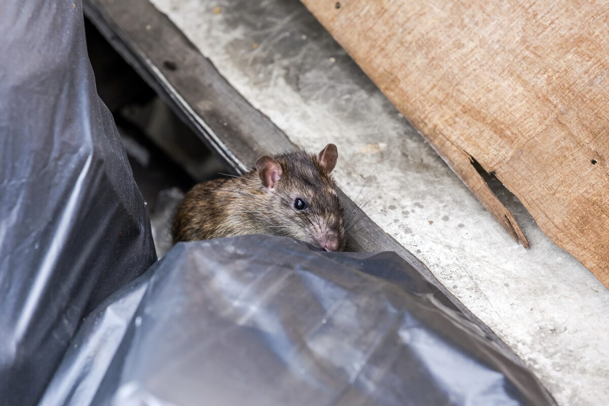 a detestable animal the rat hiding behind the garbage bag