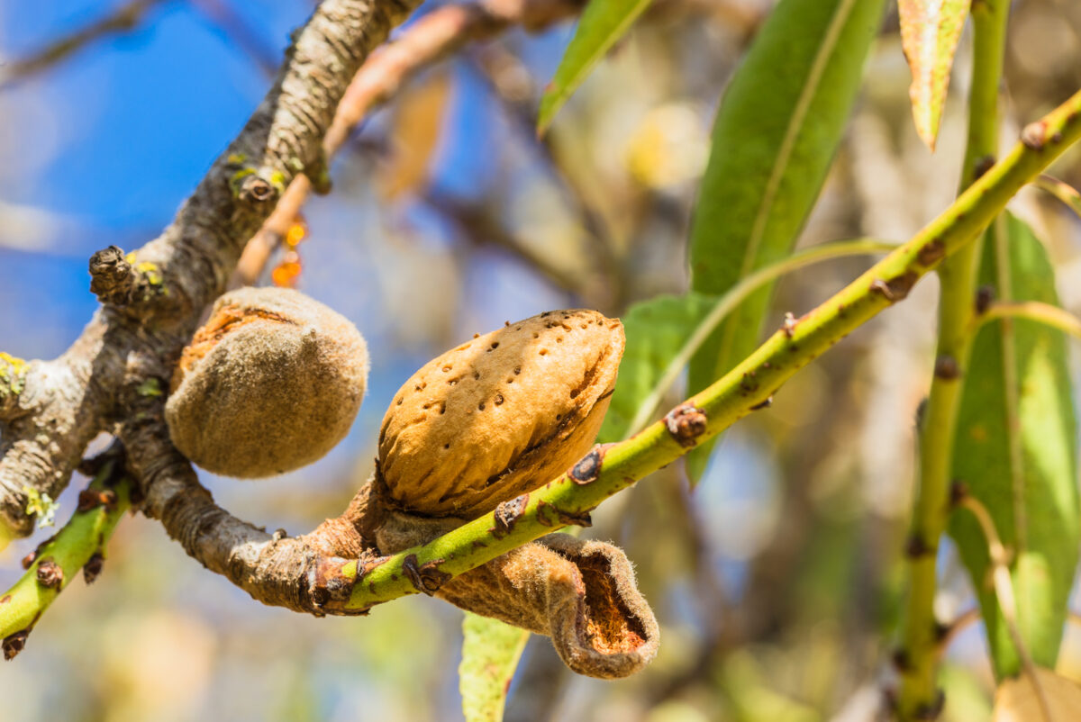 almond tree sprout