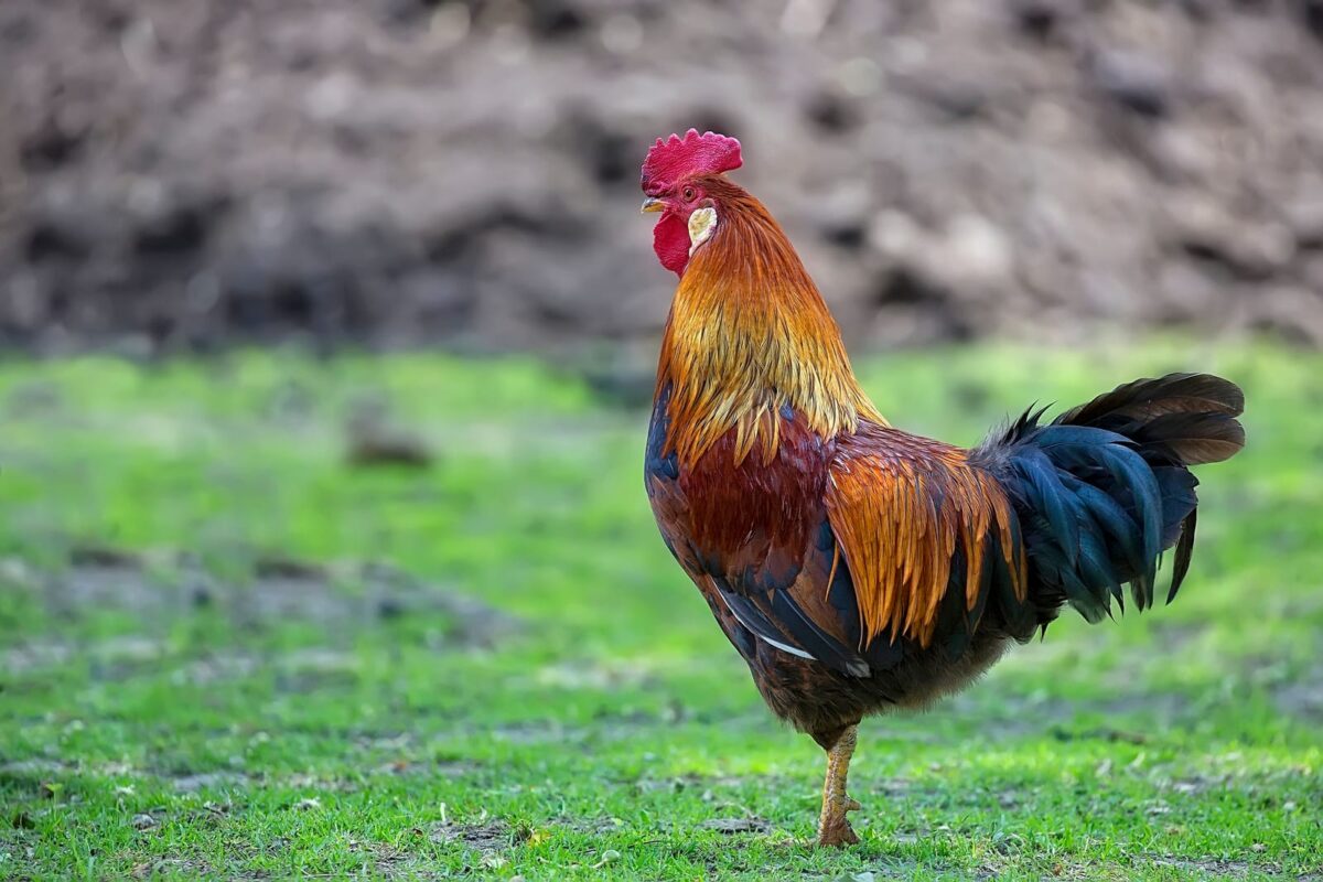 John 18:15-27 – When the Rooster Crowed